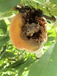 Japanese beetles devouring a 'ripe' peach.